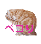 スコのジョニーちゃん♡デカ文字②（個別スタンプ：40）