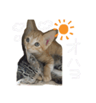 Johnny ＆ Chocola ❶（個別スタンプ：1）
