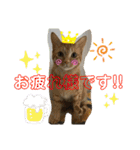 Johnny ＆ Chocola ❶（個別スタンプ：4）