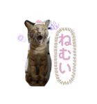 Johnny ＆ Chocola ❶（個別スタンプ：10）