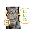 Johnny ＆ Chocola ❶（個別スタンプ：11）