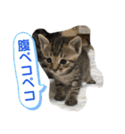 Johnny ＆ Chocola ❶（個別スタンプ：14）