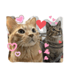 Johnny ＆ Chocola ❶（個別スタンプ：17）