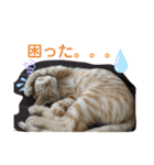 Johnny ＆ Chocola ❶（個別スタンプ：20）