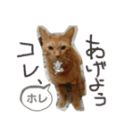 Johnny ＆ Chocola ❶（個別スタンプ：30）
