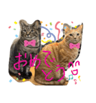 Johnny ＆ Chocola ❶（個別スタンプ：31）