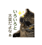 Johnny ＆ Chocola ❶（個別スタンプ：32）
