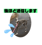 イタグレのランボー（個別スタンプ：7）