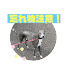 イタグレのランボー（個別スタンプ：9）