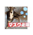 イタグレのランボー（個別スタンプ：12）