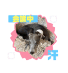 イタグレのランボー（個別スタンプ：13）