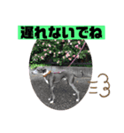 イタグレのランボー（個別スタンプ：15）