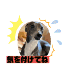 イタグレのランボー（個別スタンプ：17）