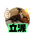 イタグレのランボー（個別スタンプ：18）