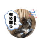 イタグレのランボー（個別スタンプ：19）