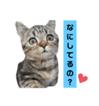 にゃんらいふ(マンチカン)（個別スタンプ：1）