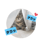 にゃんらいふ(マンチカン)（個別スタンプ：2）