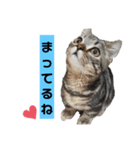 にゃんらいふ(マンチカン)（個別スタンプ：3）