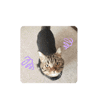 にゃんらいふ(マンチカン)（個別スタンプ：6）
