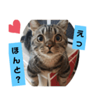 にゃんらいふ(マンチカン)（個別スタンプ：9）