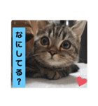 にゃんらいふ(マンチカン)（個別スタンプ：11）