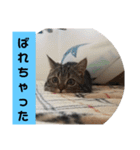 にゃんらいふ(マンチカン)（個別スタンプ：14）