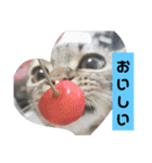 にゃんらいふ(マンチカン)（個別スタンプ：15）