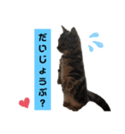 にゃんらいふ(マンチカン)（個別スタンプ：16）