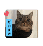 にゃんらいふ(マンチカン)（個別スタンプ：17）