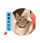 にゃんらいふ(マンチカン)（個別スタンプ：19）