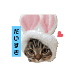 にゃんらいふ(マンチカン)（個別スタンプ：21）