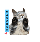 にゃんらいふ(マンチカン)（個別スタンプ：22）