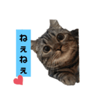 にゃんらいふ(マンチカン)（個別スタンプ：26）