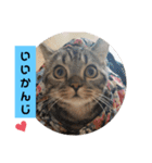 にゃんらいふ(マンチカン)（個別スタンプ：31）