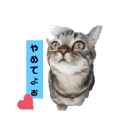 にゃんらいふ(マンチカン)（個別スタンプ：32）