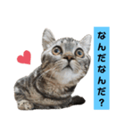 にゃんらいふ(マンチカン)（個別スタンプ：33）