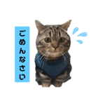 にゃんらいふ(マンチカン)（個別スタンプ：39）