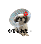 シーズーとペキニーズ 1（個別スタンプ：3）