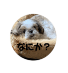 シーズーとペキニーズ 1（個別スタンプ：11）