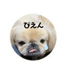 シーズーとペキニーズ 1（個別スタンプ：12）