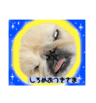 シーズーとペキニーズ 1（個別スタンプ：14）