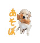 ゴールデンレトリーバーのこむぎ（日常編）（個別スタンプ：1）