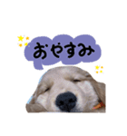 ゴールデンレトリーバーのこむぎ（日常編）（個別スタンプ：5）