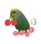 インコのあおいちゃん（個別スタンプ：1）