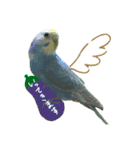 インコのあおいちゃん（個別スタンプ：3）