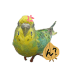 インコのあおいちゃん（個別スタンプ：4）