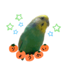 インコのあおいちゃん（個別スタンプ：6）