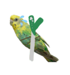 インコのあおいちゃん（個別スタンプ：7）