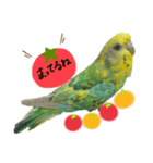 インコのあおいちゃん（個別スタンプ：8）
