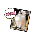 ポポ秘蔵スタンプ（個別スタンプ：1）
